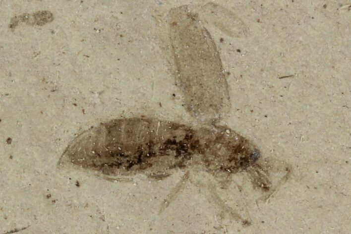 Fossil Weevil (Snout Beetle) - Green River Formation, Utah #101619